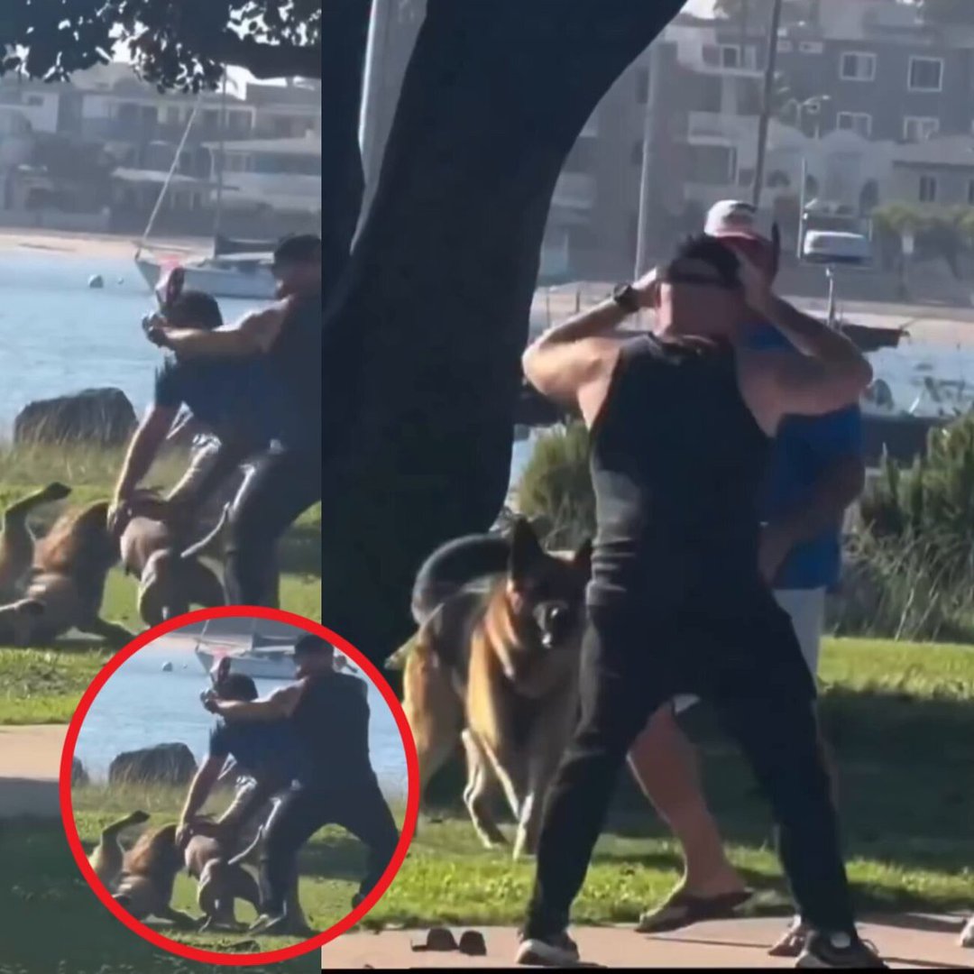 Video Goes Viral After Two Men Start Fighting, Then Their Dogs Jump In